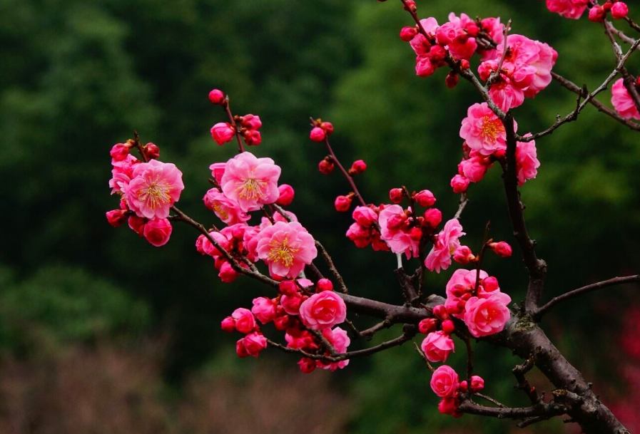 刘克庄|因一首诗招来10年祸事！刘克庄这首咏梅诗，无一梅字却句句不离梅