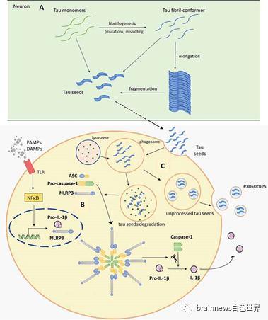 小胶质细胞|最新综述：小胶质细胞如何影响Tau病理？
