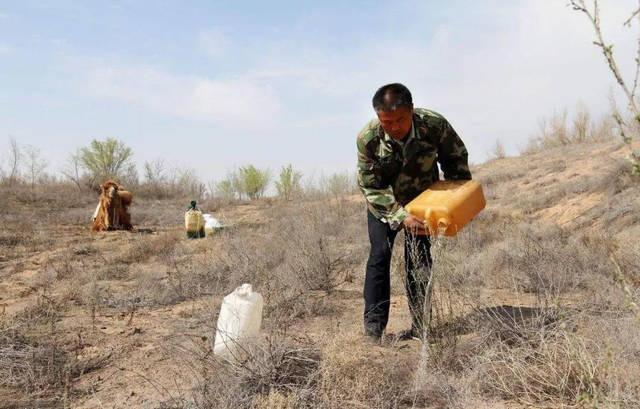 农民|英国《自然》：中国沙漠种树影响生态，中国农民：俺不是种树，是种“庄稼”
