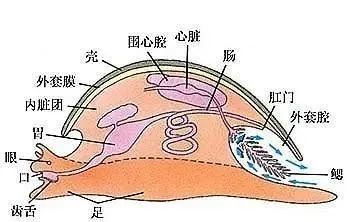 吃海螺一定不要吃海螺肝脏不然会头晕是真的吗为什么