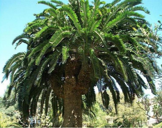 伍德苏铁|植物世界的统治者，从恐龙时代活到现在，如今全球仅剩一颗