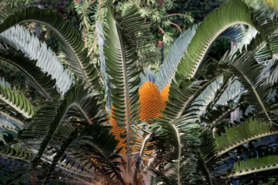 伍德苏铁|植物世界的统治者，从恐龙时代活到现在，如今全球仅剩一颗