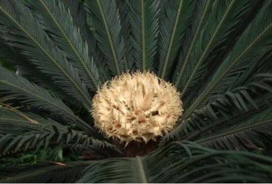 伍德苏铁|植物世界的统治者，从恐龙时代活到现在，如今全球仅剩一颗