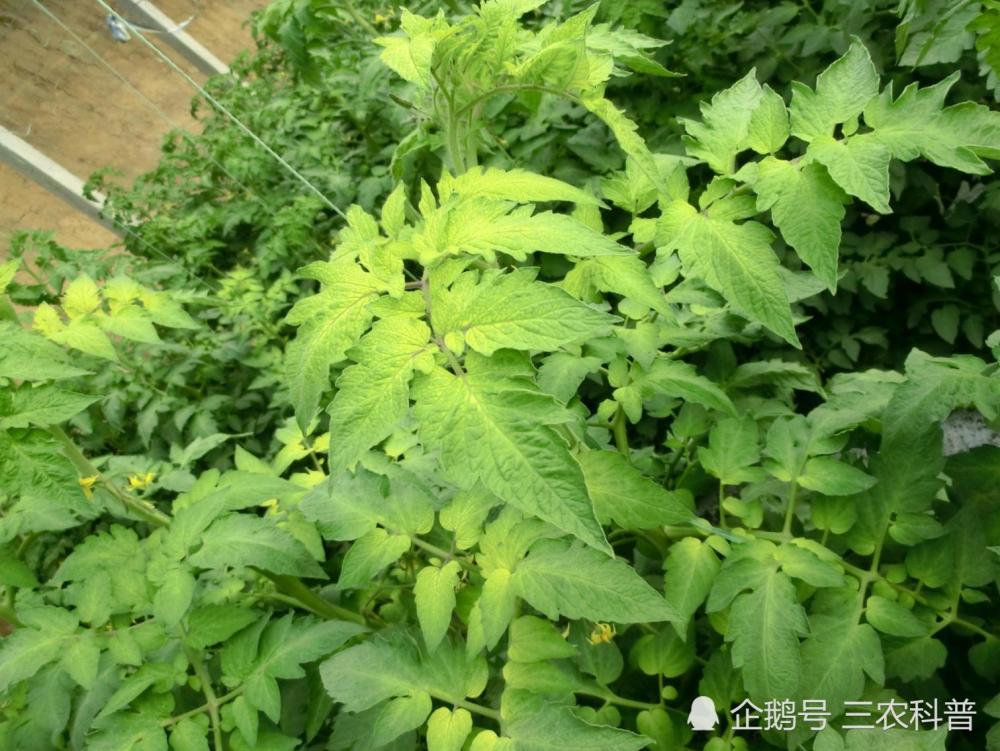 西红柿|这样做！可以解决西红柿不坐果及西红柿黄叶问题，快进来看一下吧！