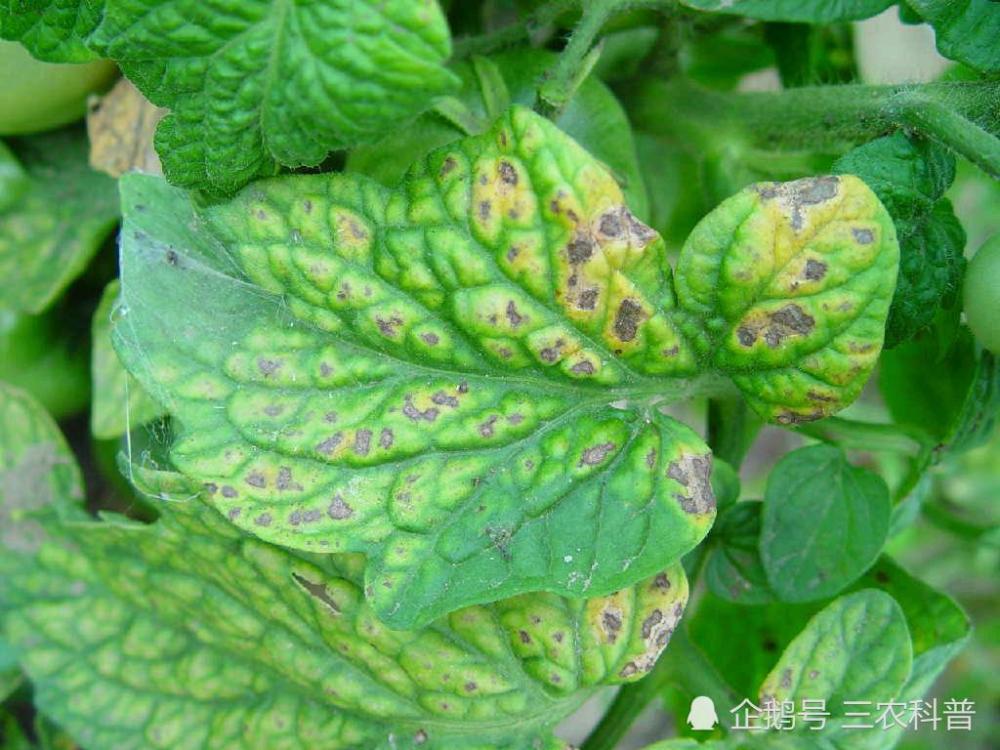 西红柿|这样做！可以解决西红柿不坐果及西红柿黄叶问题，快进来看一下吧！