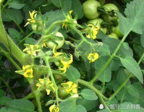 西红柿|这样做！可以解决西红柿不坐果及西红柿黄叶问题，快进来看一下吧！