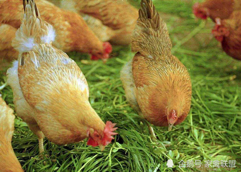 野草|养鸡常年喂这种野草，一年四季不得病，比打针省事多了