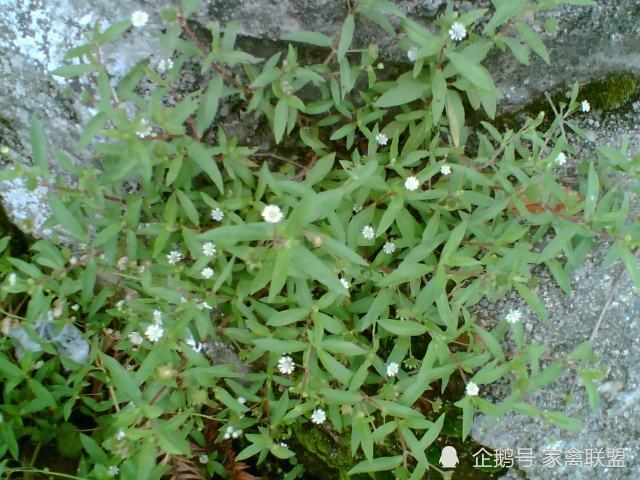野草|养鸡常年喂这种野草，一年四季不得病，比打针省事多了