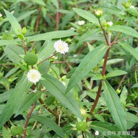 野草|养鸡常年喂这种野草，一年四季不得病，比打针省事多了