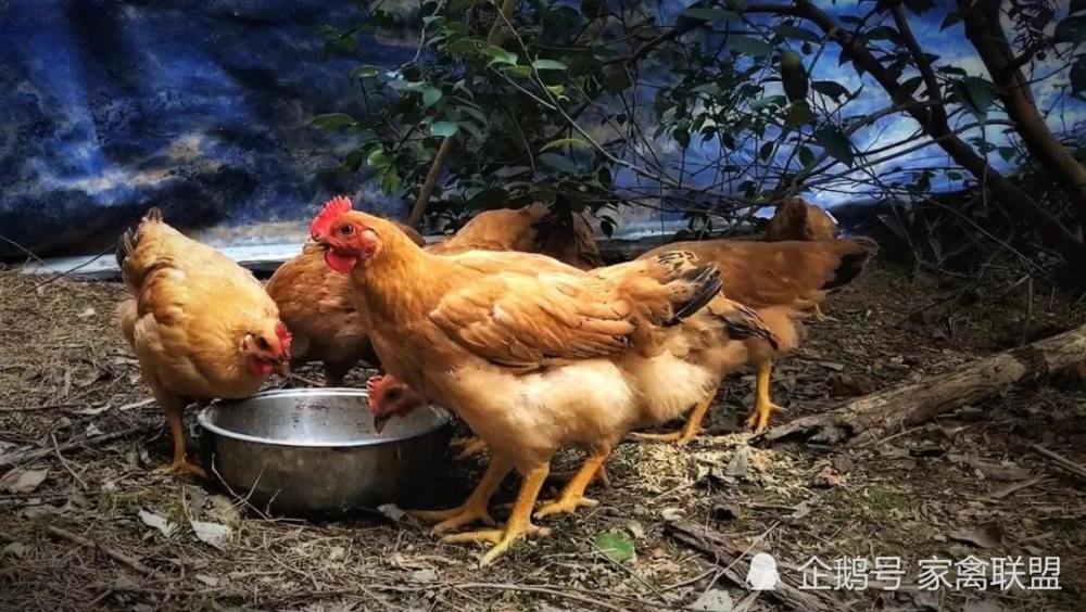 野草|养鸡常年喂这种野草，一年四季不得病，比打针省事多了