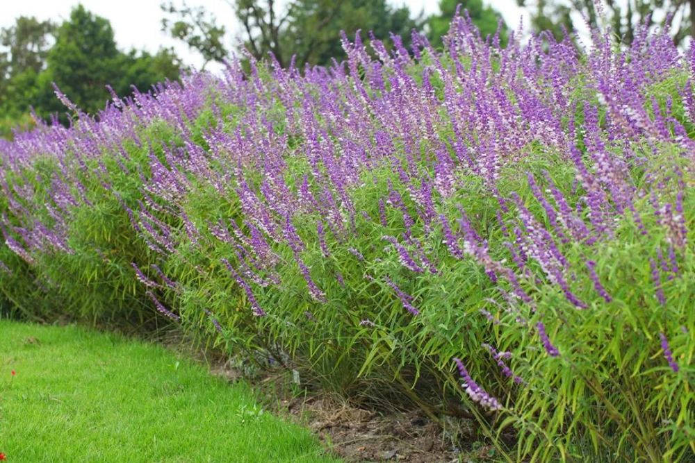 秋分将至辰山植物园鼠尾草吹响秋季赏花号角