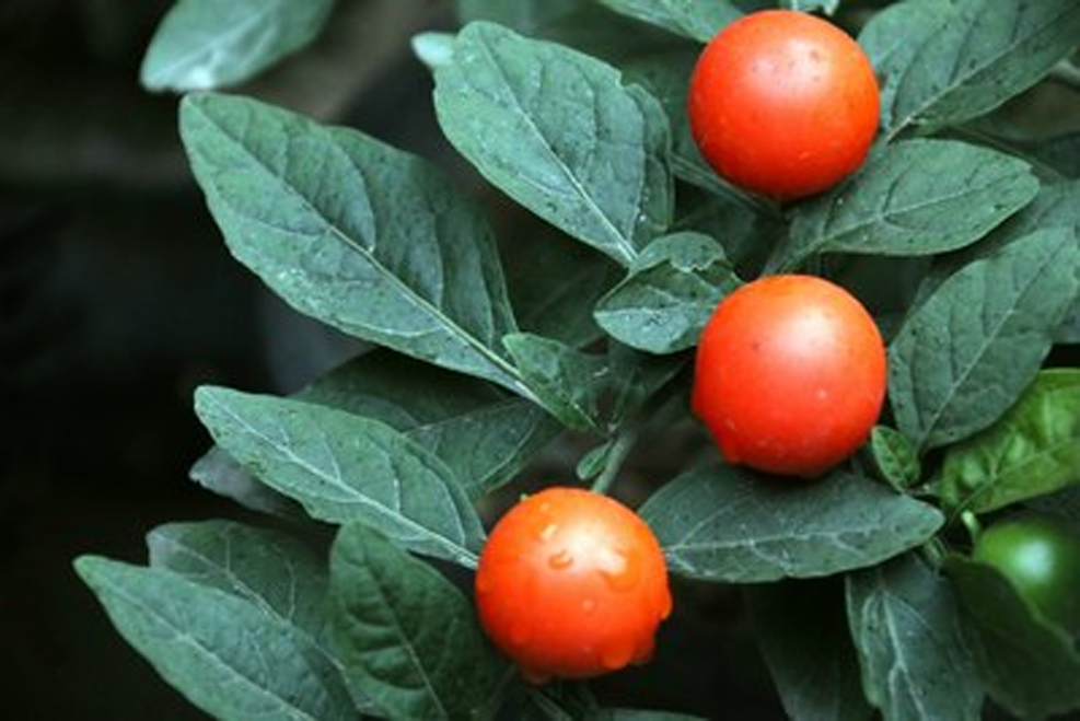 果实鲜亮红火美艳的吉庆果,珊瑚樱这么养护,玲珑小巧可爱非凡