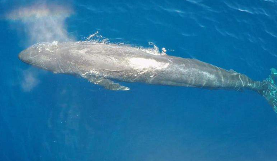 蓝鲸生崽场面,恕我直言:没见过的震撼!