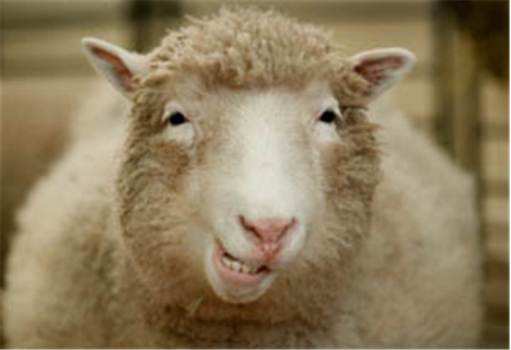 克隆技术|曾风靡世界的克隆技术，为何如今没人再提？看看“多莉”你就懂了