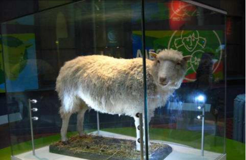 克隆技术|曾风靡世界的克隆技术，为何如今没人再提？看看“多莉”你就懂了