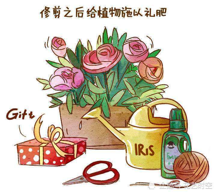 施肥|10年养花大神，教你如何给花儿施肥