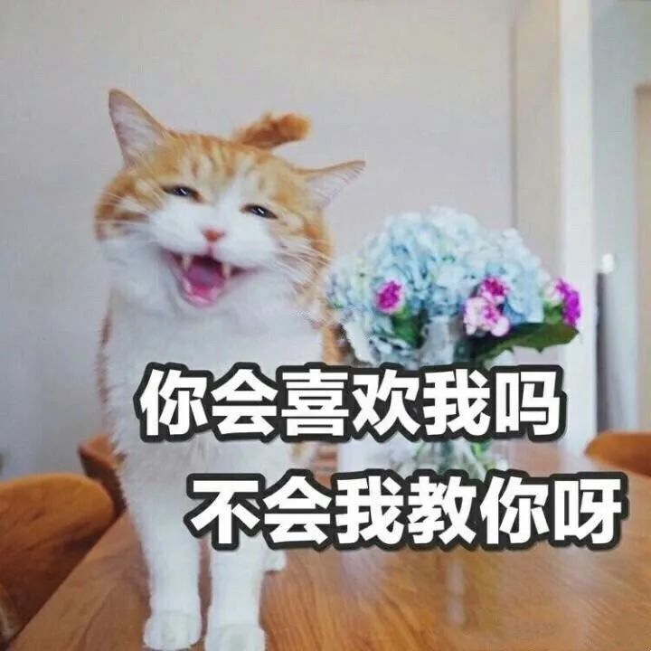 萌萌噠的小動物可愛表情包