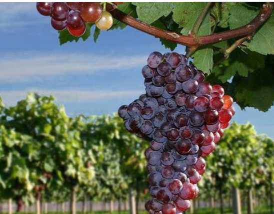 果树|种植果树怕累，这4种“懒人”果树，有土就能活，一年不管也丰产