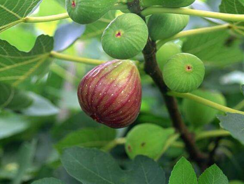 果树|种植果树怕累，这4种“懒人”果树，有土就能活，一年不管也丰产