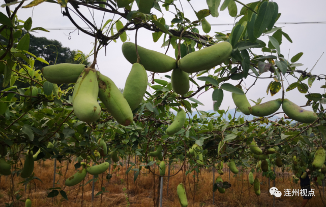 八月炸,你吃过吗?满满的童年回忆