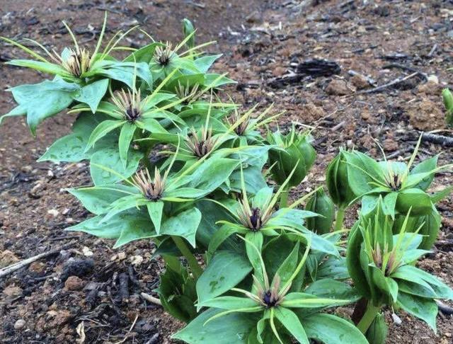 阴凉的小溪边,有1种奇特的"野草",人称"七叶莲",1斤八百