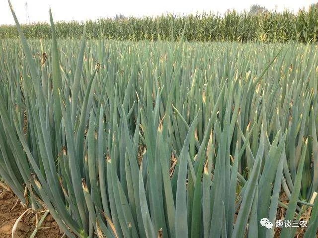 大葱|大葱育苗什么时间，怎样种植好它？