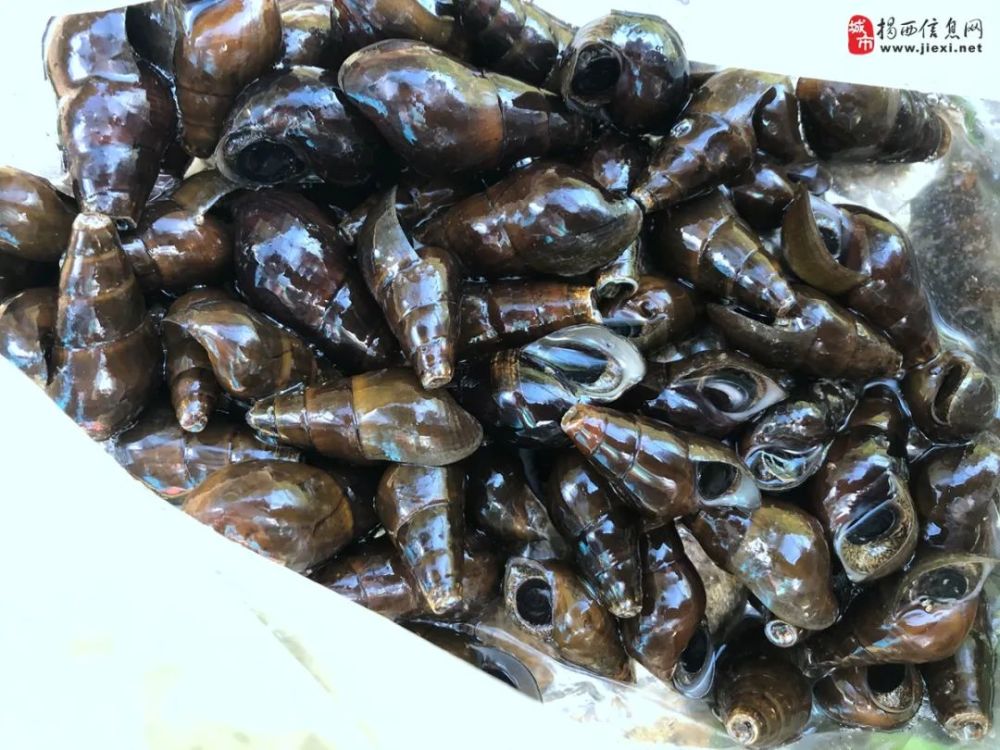 坑螺生长在深山泉涧里,水质纯净,故食来全无泥味,很受人们的喜爱,因而