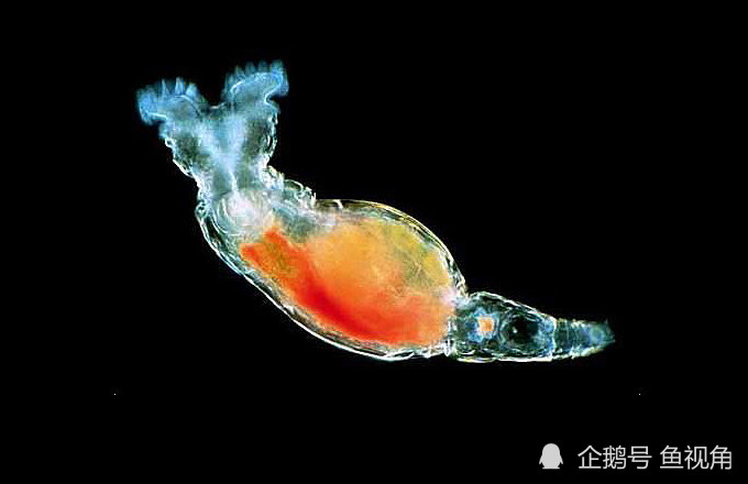 水熊虫|水熊虫是地球最强？生存了8000万年、只有雌性的轮虫表示不服！
