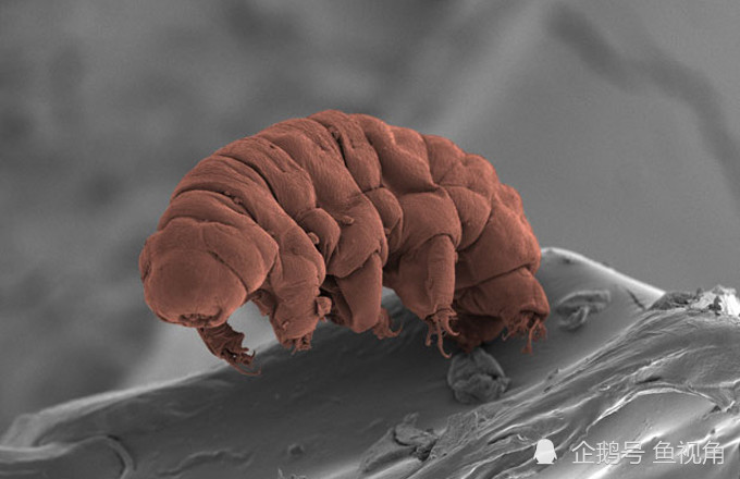 水熊虫|水熊虫是地球最强？生存了8000万年、只有雌性的轮虫表示不服！