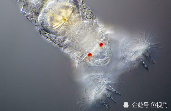水熊虫|水熊虫是地球最强？生存了8000万年、只有雌性的轮虫表示不服！