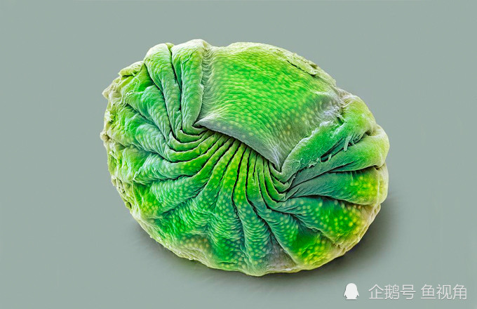 水熊虫|水熊虫是地球最强？生存了8000万年、只有雌性的轮虫表示不服！