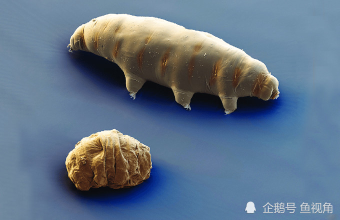 水熊虫|水熊虫是地球最强？生存了8000万年、只有雌性的轮虫表示不服！