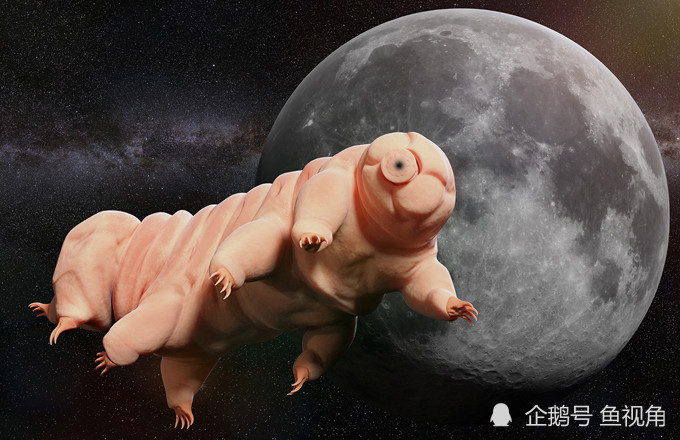 水熊虫|水熊虫是地球最强？生存了8000万年、只有雌性的轮虫表示不服！