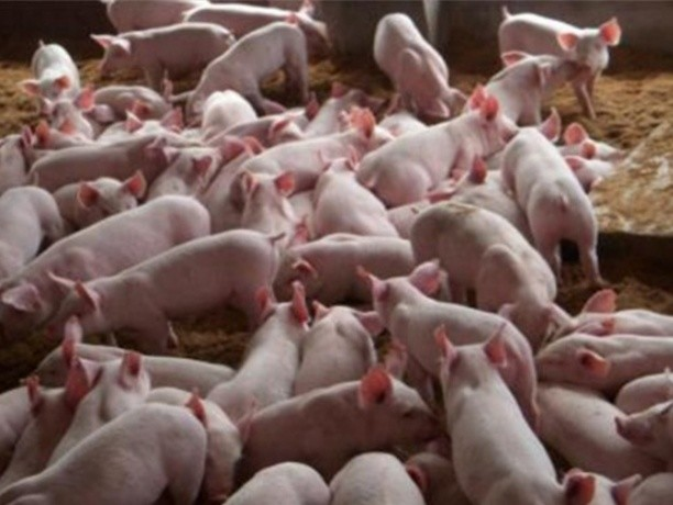 生猪养殖场|什么原因导致生猪养殖场成为新的暴利行业？该如何遏制？