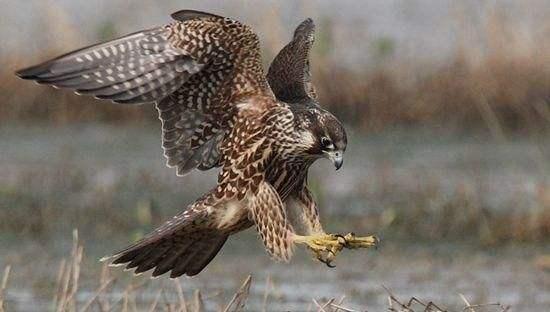 猛禽|猛禽中的最强战斗机，没有之一，俯冲时速达300千米超过飞机