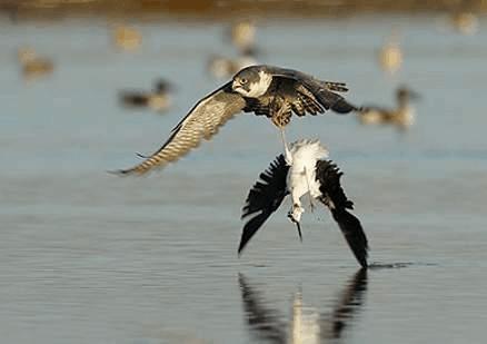 猛禽|猛禽中的最强战斗机，没有之一，俯冲时速达300千米超过飞机