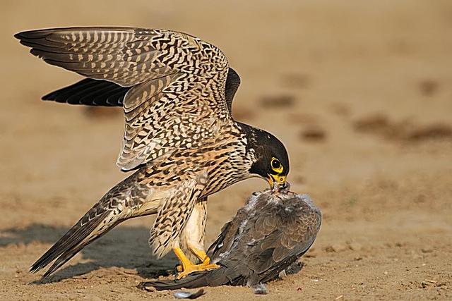 猛禽|猛禽中的最强战斗机，没有之一，俯冲时速达300千米超过飞机