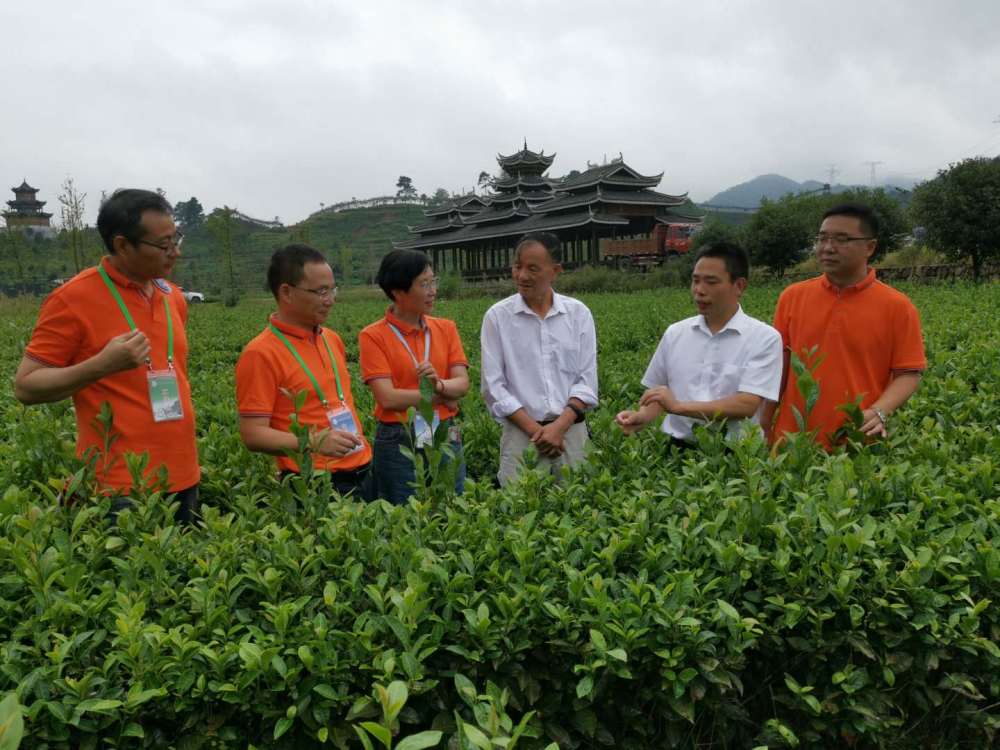 近年来,沅陵县立足实际把发展地标产业碣滩茶产业作为富民强县,精准