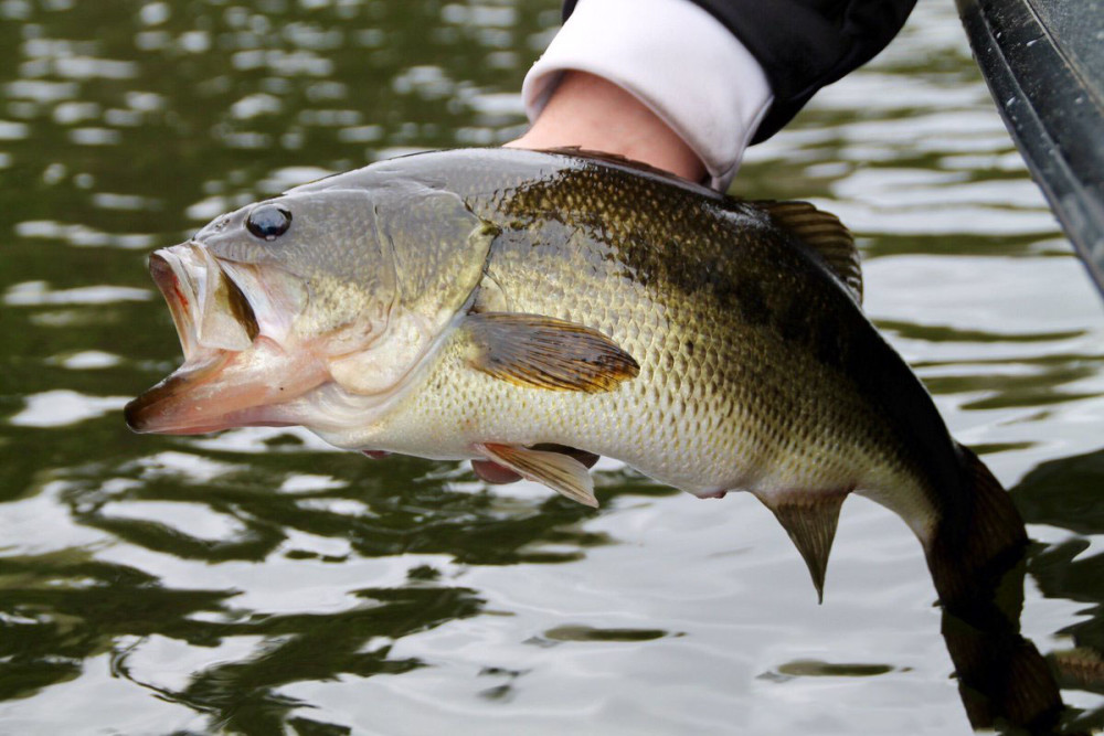 常见的淡水"鲈鱼"并不是我们国家的本土物种,而是来自美国的大口黑鲈