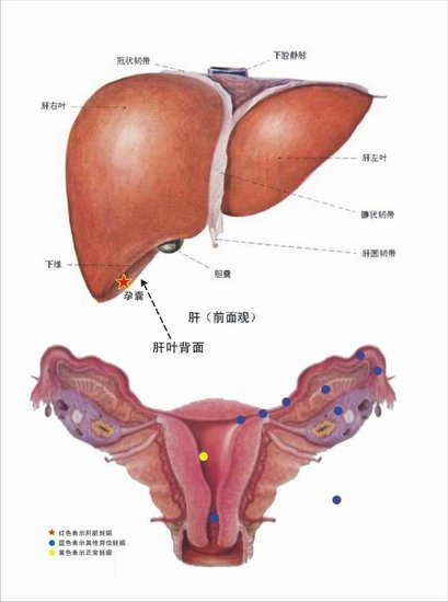 乙肝表面抗体|乙肝五项结果抗-hbs阳性，其他阴性正常吗