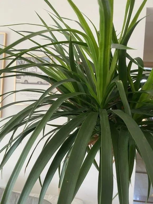 这5种绿植不开花四季常绿适合当盆栽养在家里绿意十足