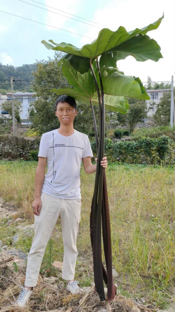 野芋头,有人说这个东西有剧毒,也有人说吃了受不了,我带你尝下