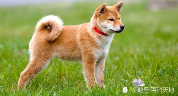 柴犬和秋田犬同属灰狼种 它们之间有哪些区别 腾讯新闻