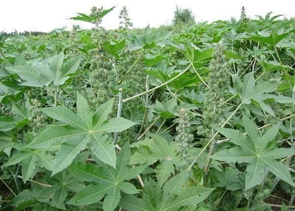 心语|【驿路心语】大麻籽情结