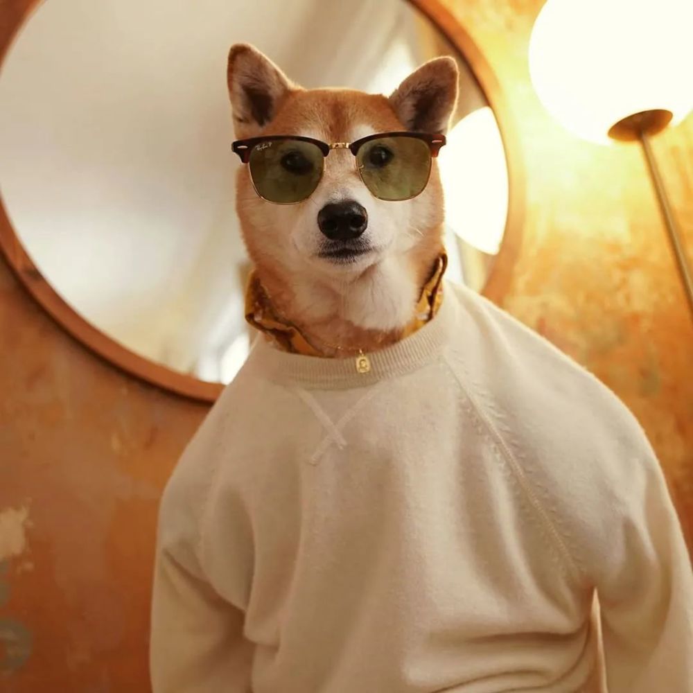 超模界网红柴犬:ins圈粉40万,真是太cool了!