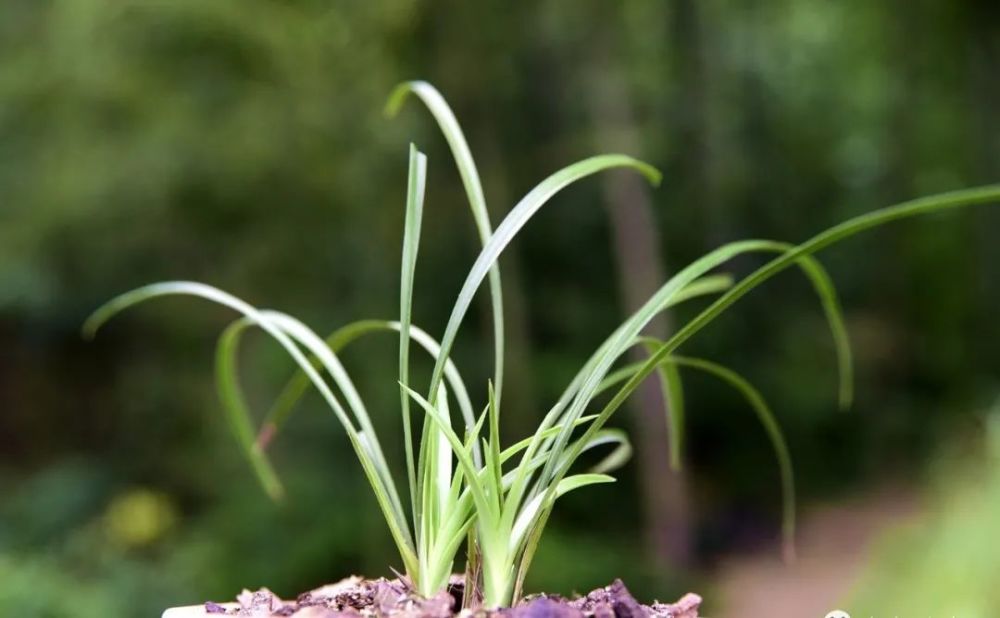 兰花|新手养兰花难吗？这样操作，一年后兰苗就爆满花盆