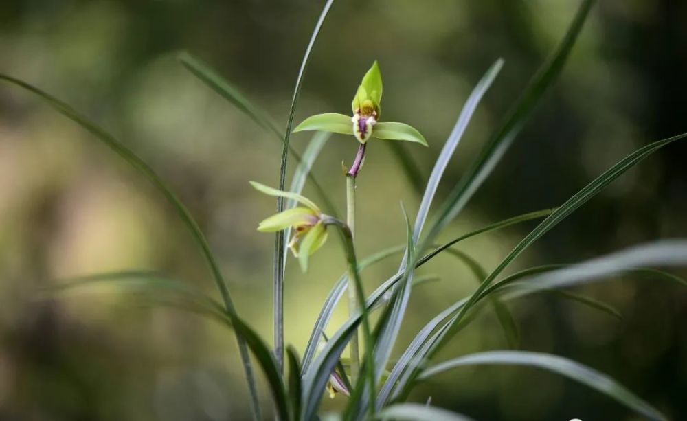 兰花|新手养兰花难吗？这样操作，一年后兰苗就爆满花盆