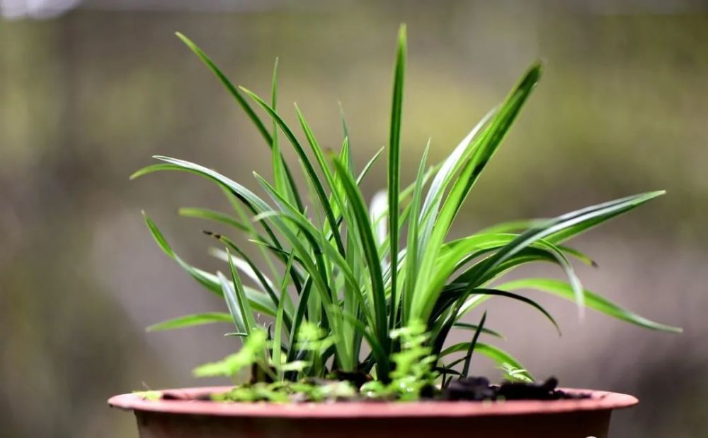 兰花|新手养兰花难吗？这样操作，一年后兰苗就爆满花盆