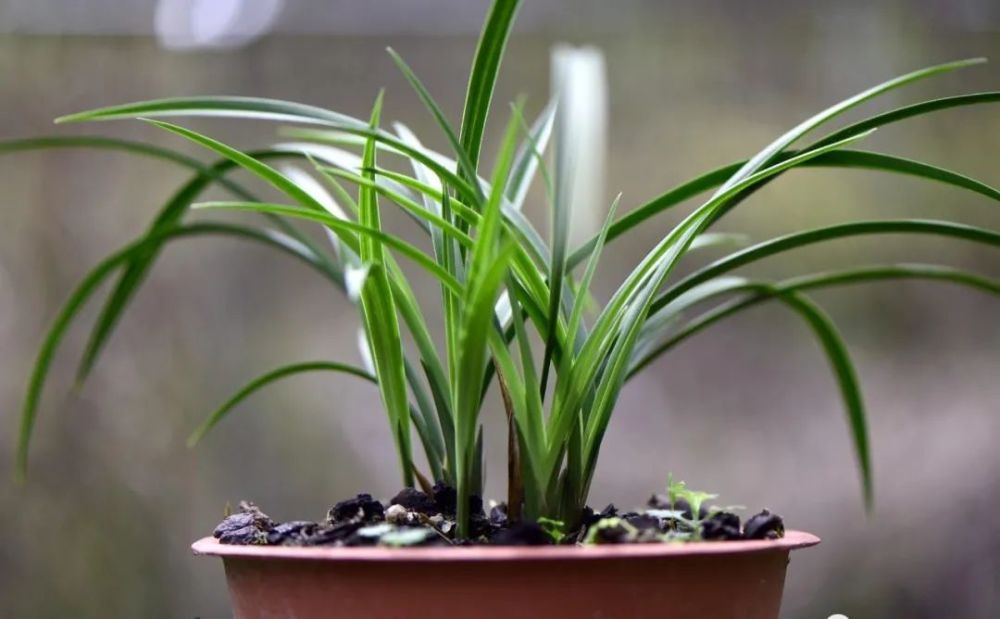 兰花|新手养兰花难吗？这样操作，一年后兰苗就爆满花盆