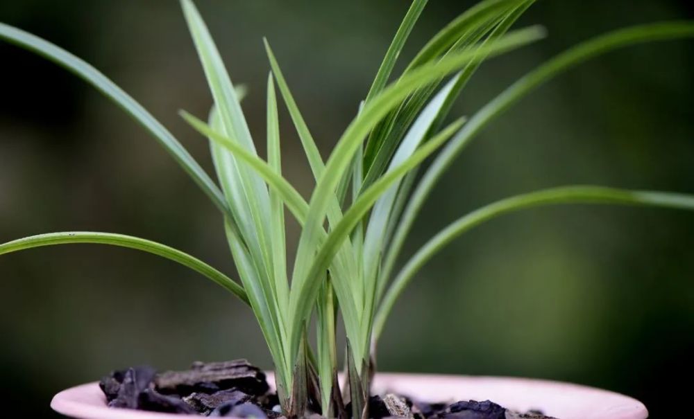 兰花|新手养兰花难吗？这样操作，一年后兰苗就爆满花盆